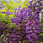 20+ Japanese Wisteria Purple Ornamental Vine Climber Seeds for Planting Home Garden Indoors or Outdoors