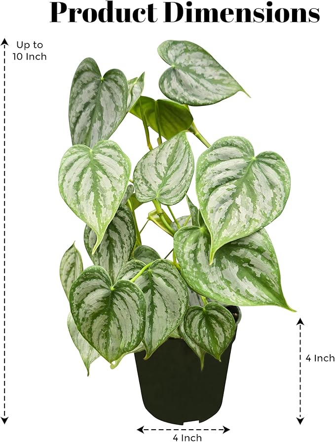Philodendron Brandi Live Plant [Winter Thermal Packaging Included] | House Live Plants | Living Room Decor, Office Decor, Desk & Bathroom Decor | Silver Leaf | 4.5inch (Ceramic Pot Not Included)