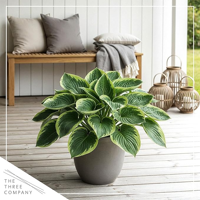 Live Perennial Hosta - Francis Williams (3 Plants Per Pack) Beautiful Accent Plant, 10" Tall by 4" Wide in 1 Qt Pot