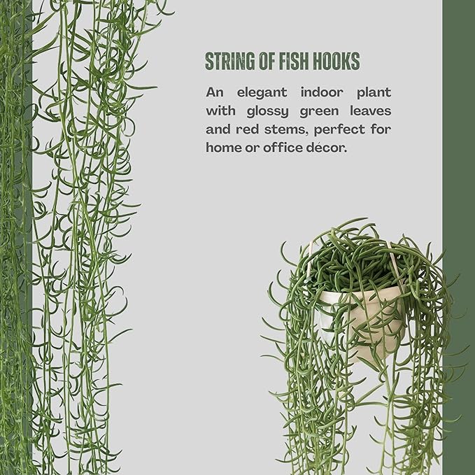 String of Fish Hooks Plant – Live 6” Hanging Basket Curio Radicans Succulent with Trailing Fishhook Leaves | Easy-Care Indoor/Outdoor Houseplant for Home, Garden or Patio Decor (Heat Pack Included)