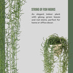 String of Fish Hooks Plant – Live 6” Hanging Basket Curio Radicans Succulent with Trailing Fishhook Leaves | Easy-Care Indoor/Outdoor Houseplant for Home, Garden or Patio Decor (Heat Pack Included)