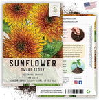 Seed Needs Sunflower Seeds for Planting Dwarf Teddy/Dwarf Sungold Sunflowers - Heirloom & Open Pollinated Flower Seed to Plant a Butterfly Garden (2 Packs)