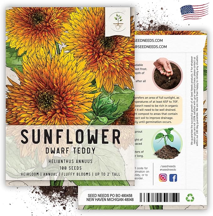 Seed Needs Sunflower Seeds for Planting Dwarf Teddy/Dwarf Sungold Sunflowers - Heirloom & Open Pollinated Flower Seed to Plant a Butterfly Garden (2 Packs)