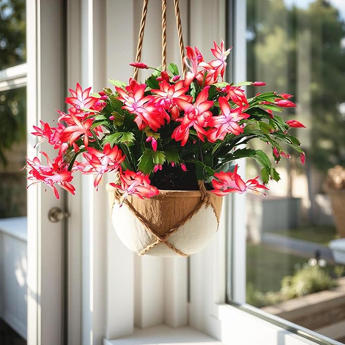 Thanksgiving Cactus, Red Seasonal Blooms, Live Indoor Plant, Flowering Houseplant, Christmas Cactus, 8-Inch Hanging Basket, Holiday Decor, Pet Safe, Free Heat Pack