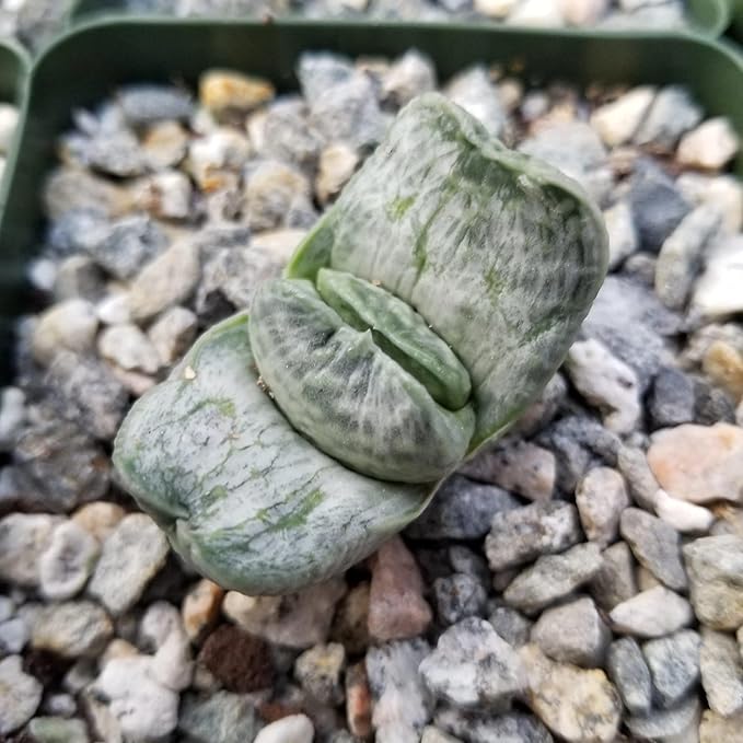 Planet Desert Gasteria Sakura Fuji Cacti Cactus Succulent Real Live Plant