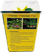 Chalily Water Lily Aquatic Plants Live Lilies Real Small or Big Pond Plant Lilly Ponds Cold Hardy Pads Grow waterlillies Flowering rhizomes Outdoor lilys Waterlily Lillies pre Grown lillys pad Yellow