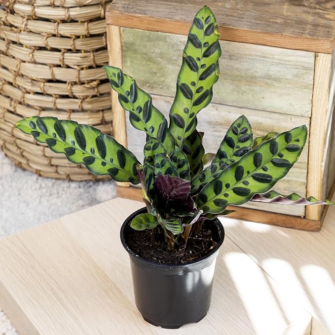 Live Calathea Houseplant (4 Pack), Pet Safe Plants for Cats & Dogs, Makoyana, Rattlesnake, Roseopicta, Air Purifying Indoor Plant Mix, Freddie, Orbifolia, Prayer Plants, Real Calatheas, 4.25 in. Pots