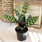 Live Calathea Houseplant (4 Pack), Pet Safe Plants for Cats & Dogs, Makoyana, Rattlesnake, Roseopicta, Air Purifying Indoor Plant Mix, Freddie, Orbifolia, Prayer Plants, Real Calatheas, 4.25 in. Pots