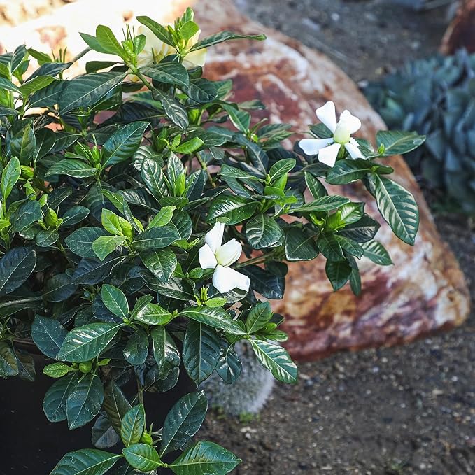 Gardenia Plant (3G), Cape Jasmine Plant Outdoor Plants, Fresh Flowers for Delivery Prime, Live Plants Indoor Plants Live Houseplants, Gardenia Plants Live House Plants Indoors Live by Plants for Pets