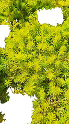 Angelina Sedum Ground Cover, 6 Inch Round, Pet Safe Organic Plant, Yellow-Green Foliage
