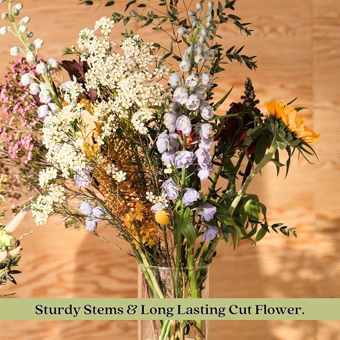 Clovers Garden Delphinium Magic Fountains (Larkspur) Plants – Two (2) Live Plants – Non-GMO - Not Seeds - Each 4" to 8" Tall – in 4" Inch Pots – Large Flower Spikes