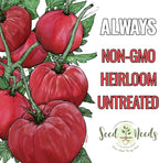 Seed Needs Tomato Seeds for Planting Indeterminate True Beefsteak Tomatoes - Non-GMO Heirloom & Untreated Vegetable Seed to Plant a Home Grown Outdoor Veggie Garden (1 Pack)