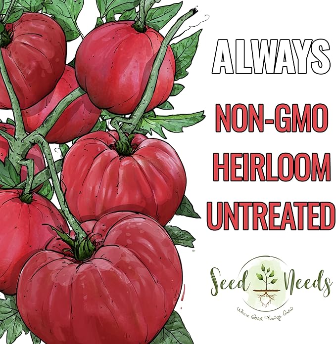 Seed Needs Beefsteak Tomato Seeds for Planting Indeterminate Tomatoes - Non-GMO Heirloom & Untreated Vegetable Seed to Plant a Home Grown Outdoor Veggie Garden (2 Packs)