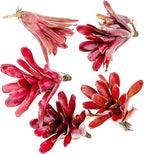 ragnaroc Live Plants - Bromeliad Neoregelia 'Fireball', Large 6" - 5ct - Live Arrival Guaranteed - House Plants for Home Decor & Gift