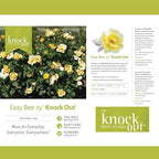 1 Gallon Easy Bee-zy Knock Out Rose