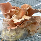 Mycelium All-in-One Mushroom Grow Bag – 6lb Sterilized Substrate with Oak, Soy Hull & Whole Oats Grain | Ready-to-Inoculate Grow Kit with Injection Port | Grow Lion’s Mane, Shiitake & Oyster Mushrooms