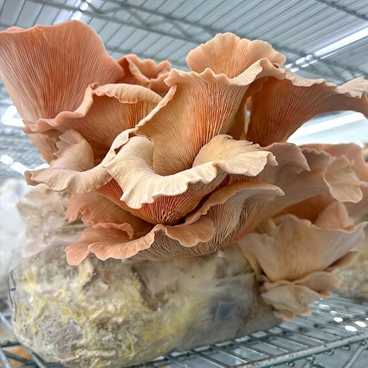 Mycelium All-in-One Mushroom Grow Bag – 6lb Sterilized Substrate with Oak, Soy Hull & Whole Oats Grain | Ready-to-Inoculate Grow Kit with Injection Port | Grow Lion’s Mane, Shiitake & Oyster Mushrooms