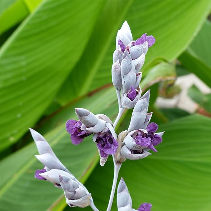 Chalily Hardy Canna, Shallow Water Plant, a Great Live Pond Plant for Your Water Garden. Filters The koi and Goldfish Pond. Good for Bogs, Plant Shelf or Shallow Water. A Real Beauty