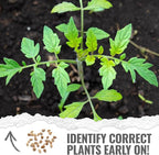 Seed Needs Tiny Tim Tomato Seeds for Planting Dwarf Cherry Tomatoes - Non-GMO Heirloom & Untreated Veggie Seed to Plant a Home Grown Outdoor Vegetable Garden (10 Packs)