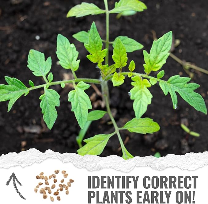 Seed Needs Tiny Tim Tomato Seeds for Planting Dwarf Cherry Tomatoes - Non-GMO Heirloom & Untreated Veggie Seed to Plant a Home Grown Outdoor Vegetable Garden (10 Packs)