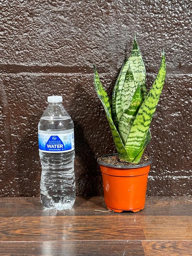 PLANTVERS Sansevieria Zeylanica Snake Plant in a 3 Inch Nursery Pot - Live Green Snake Plant - Mother-in-Law Tongue - Low Light Houseplant - Air Purifier Indoor Plant - Office Plant