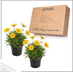 Live Coreopsis 2-Pack – Yellow, Flowering Perennial, Beautiful Spring and Summer Blooms, 10" Tall by 5" Wide in 1 Qt Pot