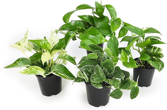 Live Pothos Plants (4PK) + Classic Houseplant Collection (4PK) - Low Maintenance Indoor Plants Purify Air, Easy to Grow Hanging Plants and Trailing Vines in 4 Inch Nursery Pots