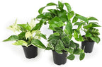 Altman Plants Live Pothos Plants (4PK) and Assorted Indoor Plants (12PK) Bundle