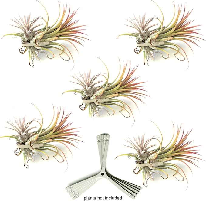 ArtAK Wall Planter Set of 5 Wall Air Plant Holder | Orchid Mount | Wall Mounted Plant Hook for Tree Air Knots G5