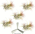 ArtAK Wall Planter Set of 5 Wall Air Plant Holder | Orchid Mount | Wall Mounted Plant Hook for Tree Air Knots G5