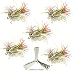 ArtAK Wall Planter Set of 5 Wall Air Plant Holder | Orchid Mount | Wall Mounted Plant Hook for Tree Air Knots G5