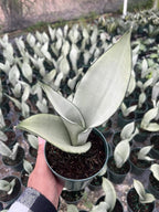Moonshine Snake Plant – Sansevieria Moonshine – Rare Silvery Foliage – Easy Care Air Purifying Plant – Live Plant in 4” Pots
