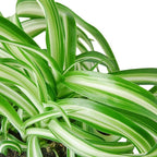 Spider Plant Bonnie Live Plant for Indoor | Different Houseplants in 4'' & 6'' Pot | Real House Plant for Living Room, Office, Desk & Bathroom | Chlorophytum Comosum | Airplane Ivy