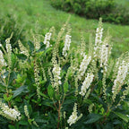 Proven Winners Ripple Effect Summersweet (Clethra alnifolia) Live Plant, 4.5" Qt
