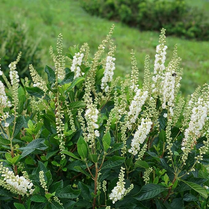 Proven Winners Ripple Effect Summersweet (Clethra alnifolia) Live Plant, 4.5" Qt