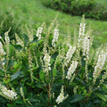 Proven Winners Ripple Effect Summersweet (Clethra alnifolia) Live Plant, 4.5" Qt, 4 Pack