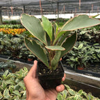 Peperomia Ginny Live Plant for Indoor | Different Houseplants in 3'' Pot | Real House Plant for Living Room, Office, Desk & Bathroom | Ginny | Peperomia clusiifolia