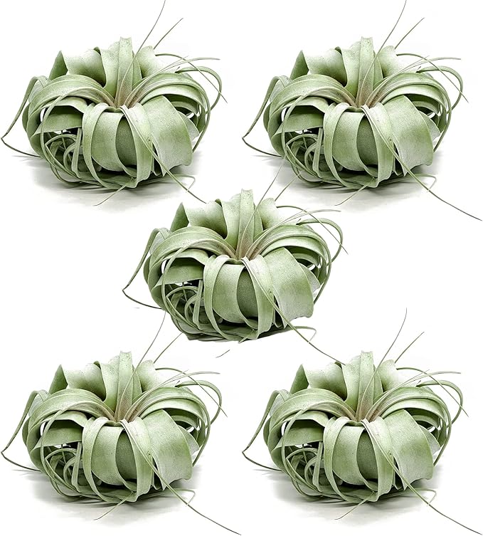 ragnaroc Live Air Plant - Tillandsia Xerographica, Jumbo 6-9” - 5 ct - Ideal for Gifts & Presents, Live Indoor Plants & Live House-Plants – Live Plants for Home décor