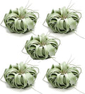 ragnaroc Live Air Plant - Tillandsia Xerographica, Jumbo 6-9” - 5 ct - Ideal for Gifts & Presents, Live Indoor Plants & Live House-Plants – Live Plants for Home décor