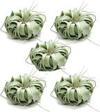 ragnaroc Live Air Plant - Tillandsia Xerographica, Jumbo 6-9” - 5 ct - Ideal for Gifts & Presents, Live Indoor Plants & Live House-Plants – Live Plants for Home décor