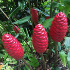 6 Awapuhi Shampoo Ginger Roots, Fresh Ginger Rhizomes to Grow, Zingiber Zerumbet Pinecone Ginger Lily Flowers