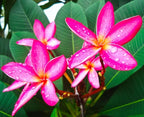 Mixed Color Plumeria Seeds for Planting Tropical Frangipani Rainbow Flower Seed Easy to Grow Colorful Blooms Perennial Patio Balcony Garden Rubra (10, Plumeria Seeds)