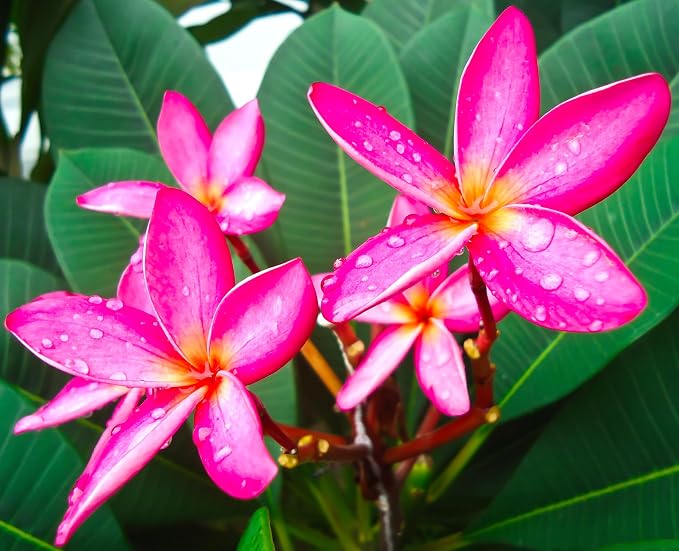 Mixed Color Plumeria Seeds for Planting Tropical Frangipani Rainbow Flower Seed Easy to Grow Colorful Blooms Perennial Patio Balcony Garden Rubra (10, Plumeria Seeds)