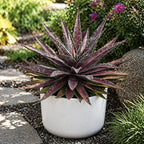 Mangave 'Blazing Saddles' (1.5" Plug) - Live Succulent Plant, Agave Like Rosette, Low Maintenance Indoor Outdoor Plant for Home Garden Decor, Beginner-Friendly Live Plants