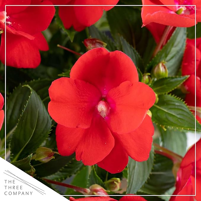 Live Flowering New Guinea Impatiens - Red (2 Plants Per Pack), Beautiful Shade Flowers, 12" Tall by 5" Wide in 1 Qt Pot