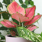 Live Aglaonema Chinese Evergreen Plant 'Beauty', Indoor Houseplant for Home or Office, Air Purifying Real Indoor Plants for Beginners, Variegated Tropical Houseplants, Easy to Grow