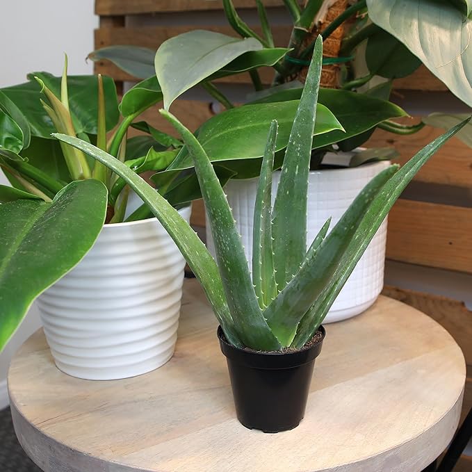 PFPX 9CM Aloe Vera (Solo) V2