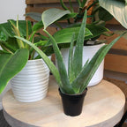 PFPX 9CM Aloe Vera (Solo) V2