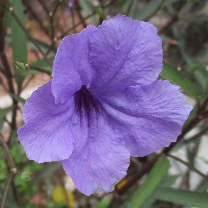Chalily Blue Bells, a Great Live Pond Plant for Your Water Garden. Filters koi and Goldfish Ponds. Good for Bogs, Plant Shelf or Shallow Water This marginal Aquatic is a Real Beauty