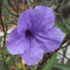 Chalily Blue Bells, a Great Live Pond Plant for Your Water Garden. Filters koi and Goldfish Ponds. Good for Bogs, Plant Shelf or Shallow Water This marginal Aquatic is a Real Beauty